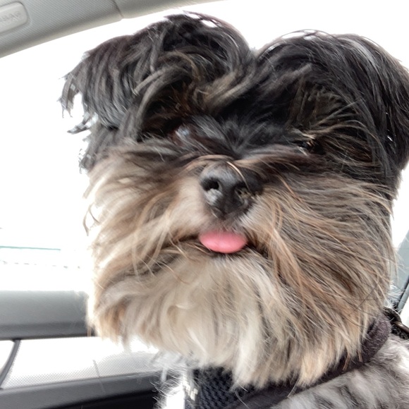 Meet your Posher, Mina , Albert & Baby - Picture 3 of 10